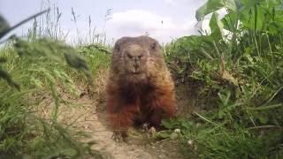 Daily routine of a cute woodchuck