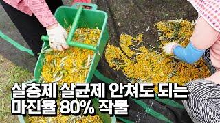 살충제 영양제 필요없는 매출 80%가 수익인 작물