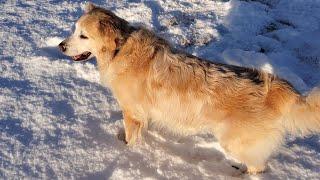 Happy Old Dog Playing In Snow Compilation Video & Picture Slideshow - English Cream Golden Retriever