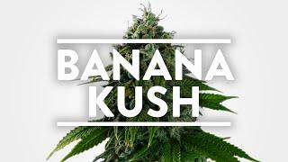 Banana Kush Strain Information | MSNL