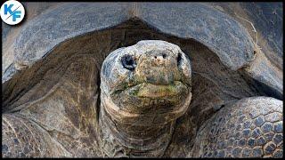 Галапагосская черепаха - самая большая черепаха на земле.  Слоновая черепаха.