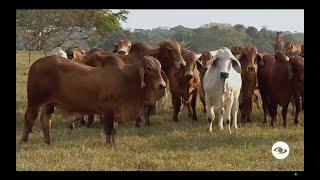 Los beneficios en el medio ambiente de implementar la ganadería extensiva - La Finca de Hoy