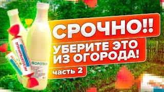 ОТВЕЧАЕМ НА ВОПРОСЫ. ПОЧЕМУ МОЛОЧНАЯ СЫВОРОТКА, ЙОД, ВАЛЕРЬЯНКА и ДРОЖЖИ НЕ СПАСУТ ВАШИ РАСТЕНИЯ?