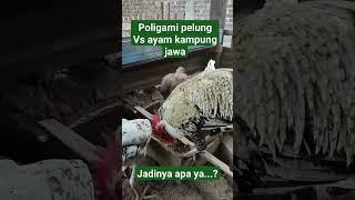 Poligami ayam jantan pelung #viral #viralshort #ayam #pelung #ayamkampung #fyp