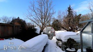 A Winter Thaw, The Bonsai Zone, Feb 2025