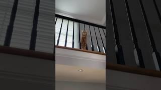 MY CAT HAS HIS OWN PRIVATE BALCONY #viral