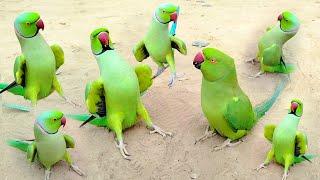 Parrot Jora Compilation Ka Video