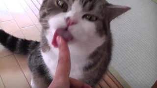 Просто уморительный кот Мару.