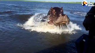 Hippo Chases Boat: Show's Boaters Who's Boss | The Dodo
