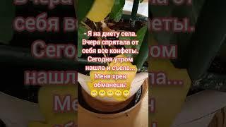 #юмор #анекдоты #юморист #анекдот