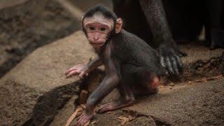 Watch Rare Baby Monkey Get Hair Pulled Right After Being Born