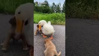 Cutest Animals Family Don't Miss Funny Animals Videos 