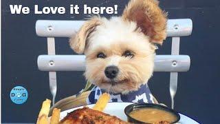 Top 10 dog-friendly restaurants