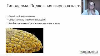 Строение и функции кожи