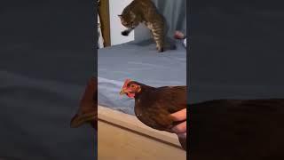 Кот и курица 