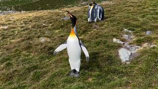 南喬治亞島國王企鵝; King Penguins in South Georgia Island