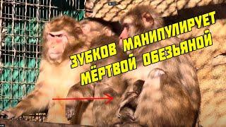 Как Зубкова снова манипулирует зрителями мёртвой обезьяной, 23 мая