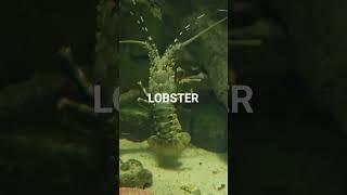 LOBSTER # Shorts #aquarium