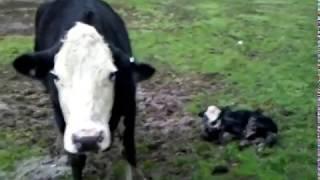 Angry Cow protecting newborn calf