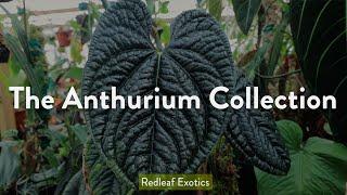 The Anthurium Collection | Warocqueanum, Luxurians, and more!