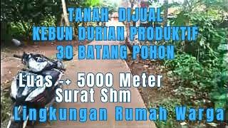 Jual Kebun durian produktif Pemukiman Penduduk Rumah Warga 30 Pohon Luas -+ 5000 m Harga Rp 100/mtr