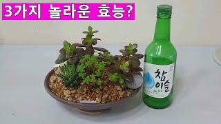 소주로 깍지벌레 죽이기!! 와 아주 놀라운 실험결과를 알려드립니다｜Kill worms with soju !!