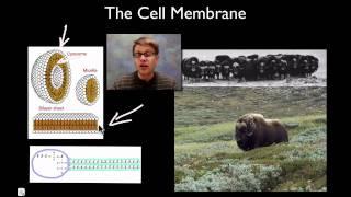 The Cell Membrane