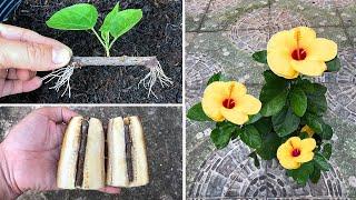 I was very surprised to see hibiscus flowers with roots like this