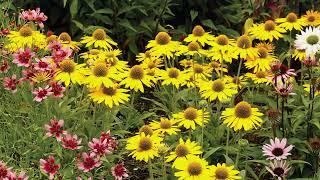 Echinacea Kismet® Yellow (Coneflower) / Gorgeous, Compact, Free-Flowering Perennials For Sunny Spots