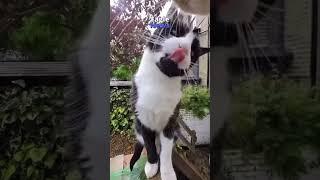 Um vídeo de um gato viralizou nas redes sociais ao mostrar com uma go pro a rotina gatinho na rua