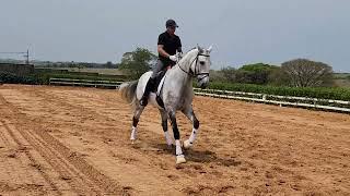 FEI Prix Saint George. Lusitano Gelding. 7yold. Scholling GP exercises.