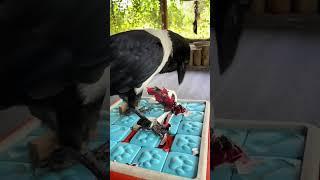 Crows Love Presents