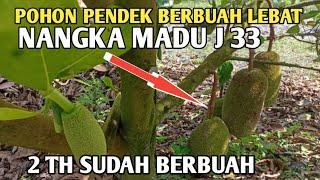 usia dini berbuah lebat nangka madu j33 @masagrochannel3134