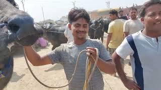 Madhiyai Pashu Mandi | Murra Bull | Race Jhota | Jhota Race Vale | Haryana Buffalo | Jafrabadi