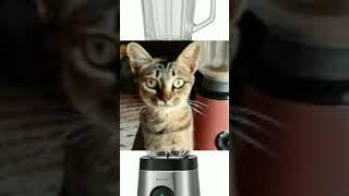 Do you remember this Cat in blender #cat #blender #catblender #short #blendersareforsmoothies