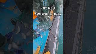 해파리의 반격 #남해 #해파리 #바다 #숭어 #외국인