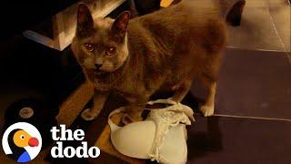 Most Mischievous Cats Of All Time | The Dodo