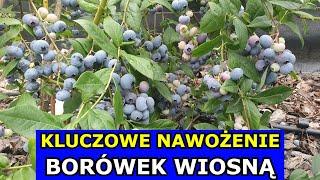 Kluczowe Nawożenie Borówki Wiosną. Jak i kiedy nawozić Borówkę amerykańską na Wiosnę. Uprawa Borówek