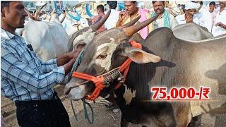Milk teeth Seema bull's video | Oxen bull's prices | Yemmiganur bull's market video's.