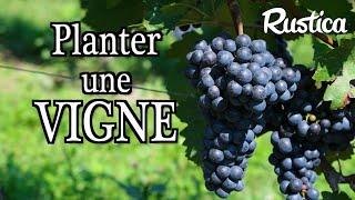 Comment réussir la plantation d’une vigne ?