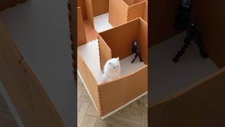 Where did the exit go?! #cats #catvideos #maze #catlogic