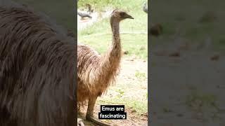 "Meet the Emu: One of the Most Interesting Birds in the World" #emu #animalfacts #uberpoppabear