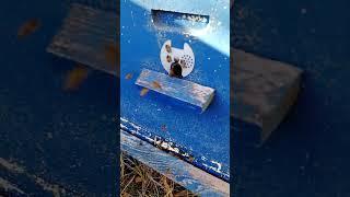 30 12 2023 г Пчёлы летают #зимовка  #пчеловодство #тема