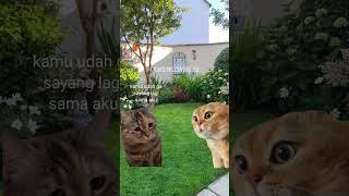 kamu cantik hari ini   #shortvideo #meme #memekucing #catmemes #lucu #funny