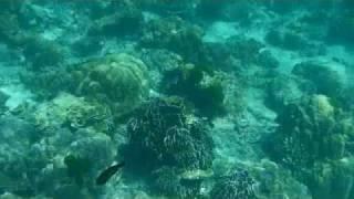 Thailand - Under the Sea