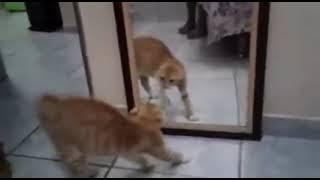 Сat and mirror