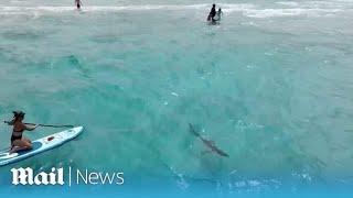 Monster shark seen lurking near swimmers at Perth Beach in disturbing drone footage