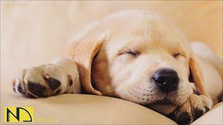 20 HOURS of Deep Sleep Dog MusicDog Separation Anxiety Relief MusicDog sleeping Music NadanMusic