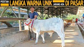 Anak Muda Ini Dapat Pedet Langka Warna Unik !! Seharga Motor !!