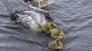 Pike Attacking Ducks Compilations!